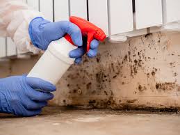 Best Black Mold Removal  in Moorefield, WV